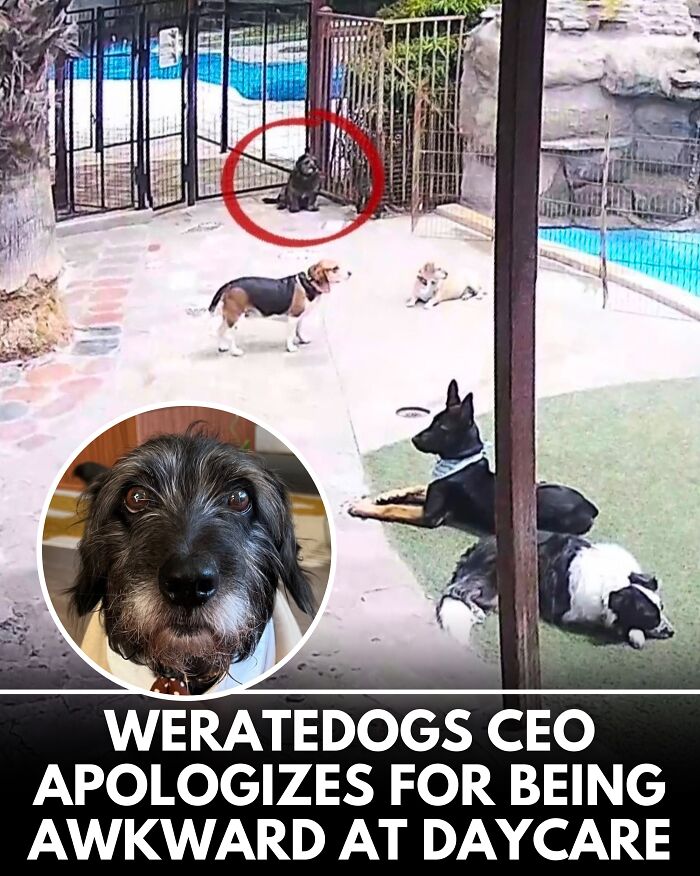 25 New Heartwarming Dog Stories That Prove Kindness Still Exists In The World