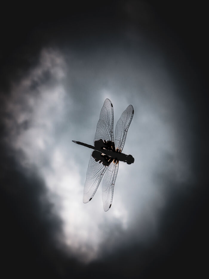 Dragonfly silhouette with detailed wings wildlife photo smartphone
