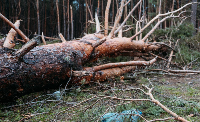 Fallen tree branches, showing work for grandpa's reality check to entitled mom. Fallen tree branches, showing work for grandpa's reality check to entitled mom.