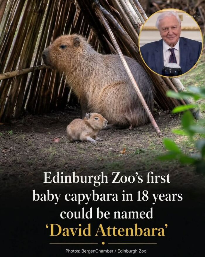 25 Funny And Wholesome Capybara Stories Shared By This Page That Prove These Giant Rodents Are The Internet’s Favorite Animals