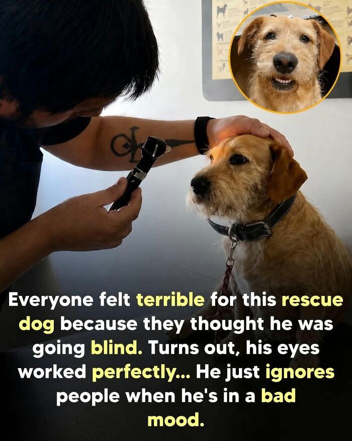 26 Animal Stories So Wholesome, They Might Just Be The Best Thing You See Today