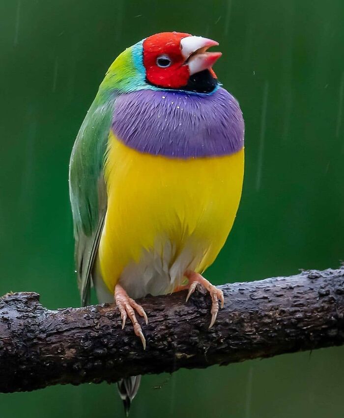 A Gouldian finch, a rare bird, displaying its vibrant rainbow colors while perched on a wet branch in the rain.