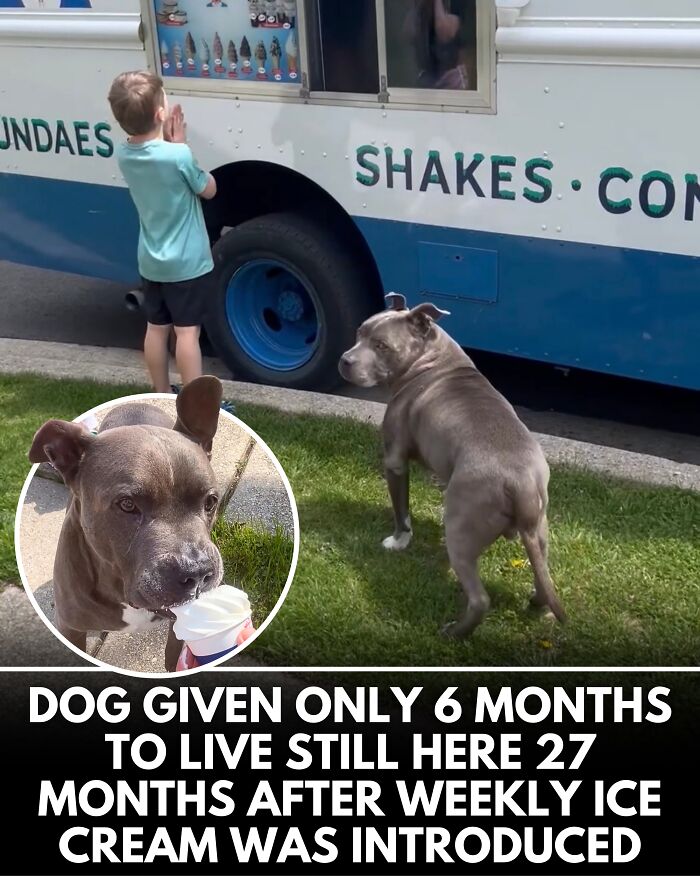 25 New Heartwarming Dog Stories That Prove Kindness Still Exists In The World