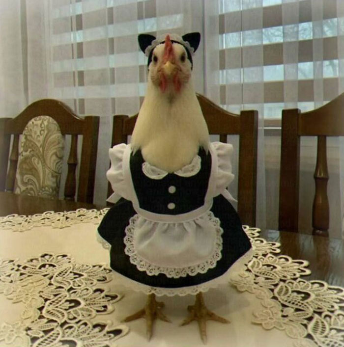 A white chicken dressed in a black and white maid uniform with cat ears, standing on a table. Chaotic and unhinged pics.