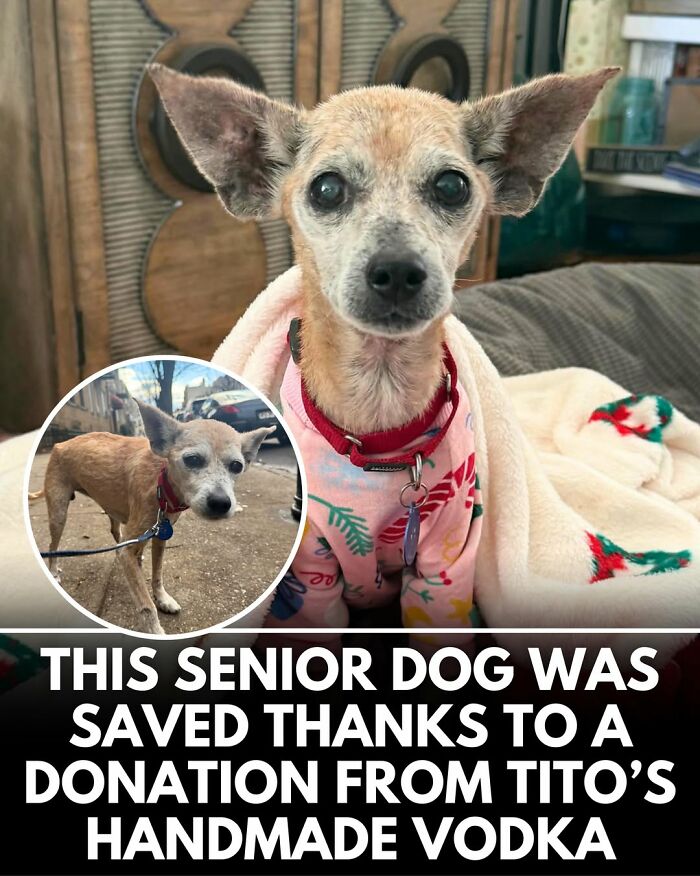 25 New Heartwarming Dog Stories That Prove Kindness Still Exists In The World