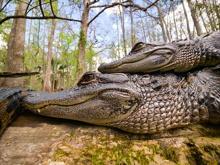 Wildlife close-up of two alligators resting closely together on a log