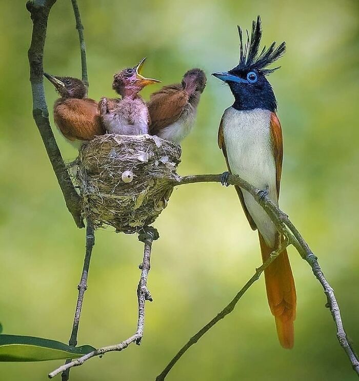 A striking Asian paradise flycatcher, a rare bird, with its long tail and crest, tending to its chicks in a nest on a branch.