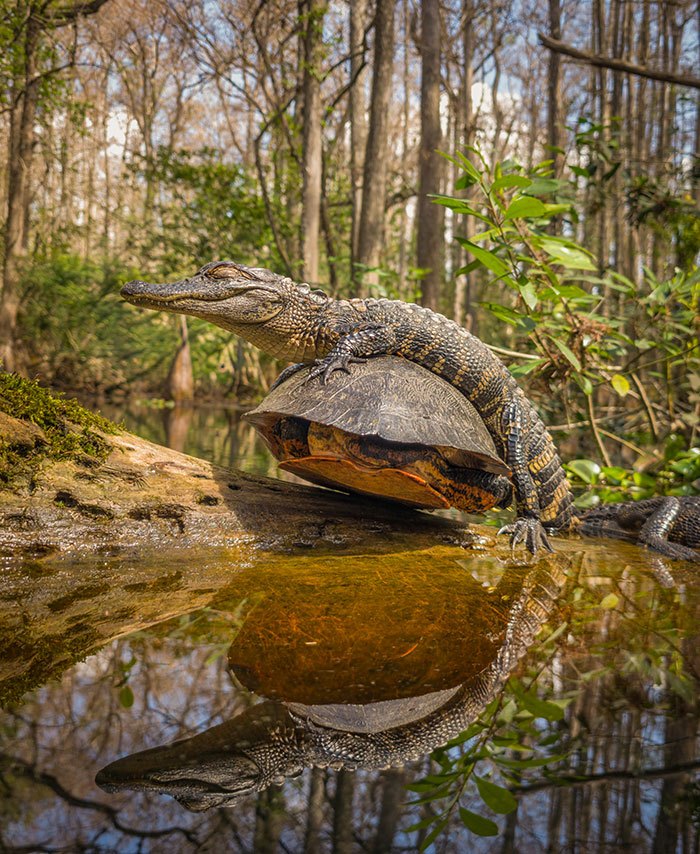 Wildlife photo of an alligator resting on a turtle in a swamp