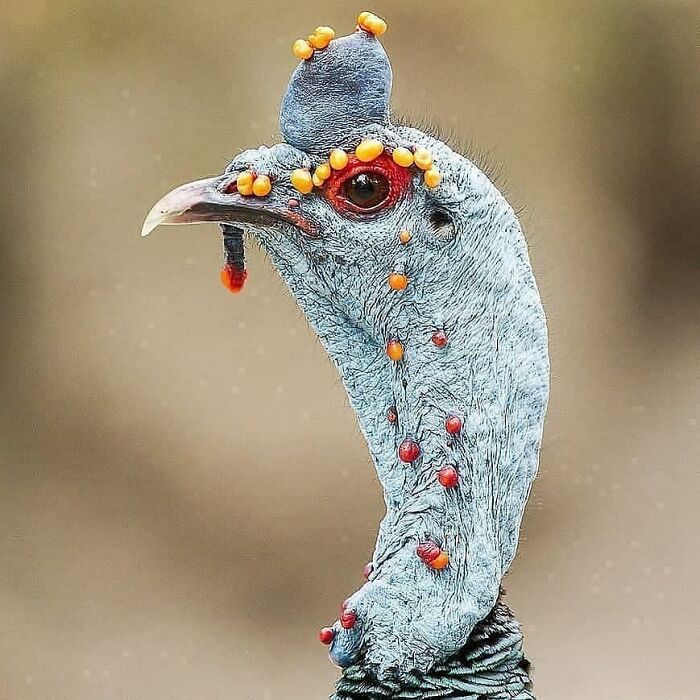 Close-up of a rare bird with blue skin and orange and red wattle, showcasing the beauty of nature.