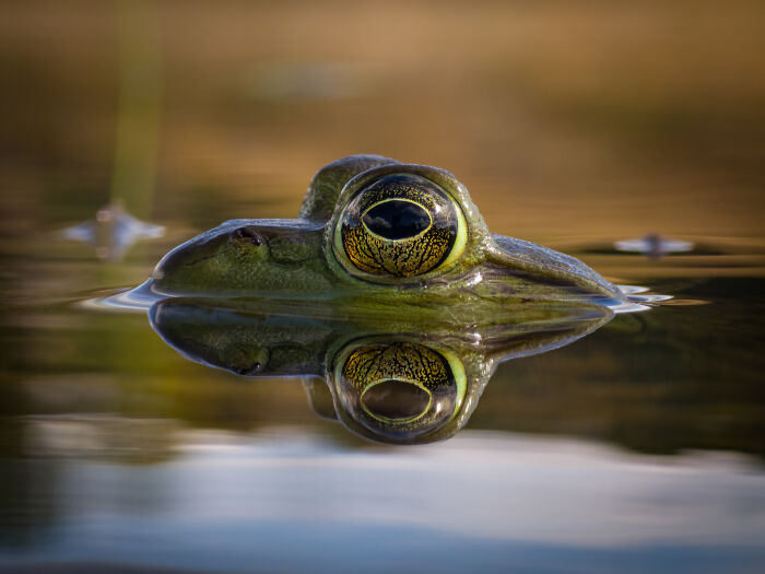 Close-up of frog's eye reflected in water wildlife photo smartphone