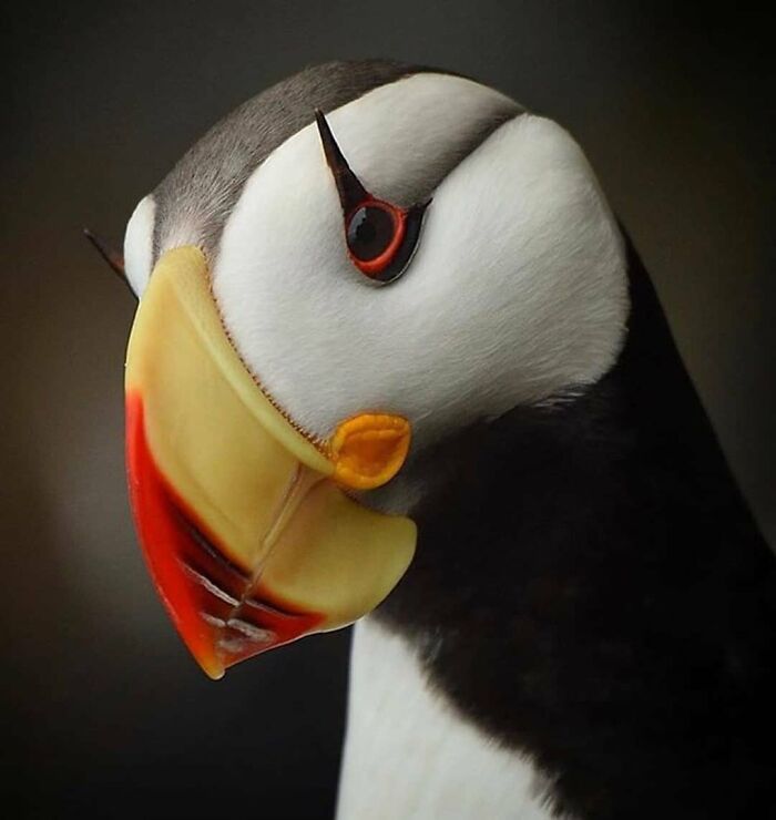 Close-up of a striking puffin with a colorful beak and dark eye, a beautiful rare bird photo in nature.