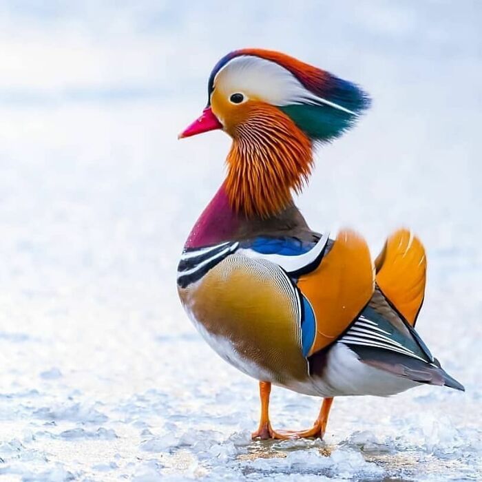 A vibrant Mandarin duck stands on ice, displaying its colorful plumage, a beautiful rare bird in nature.