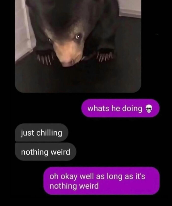 Text chat about bear just chilling and nothing weird