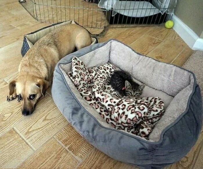 30 Adorable Dog Photos From “Cute Animal Photos To De-Stress” That Are Guaranteed To Brighten Your Day (New Pics)