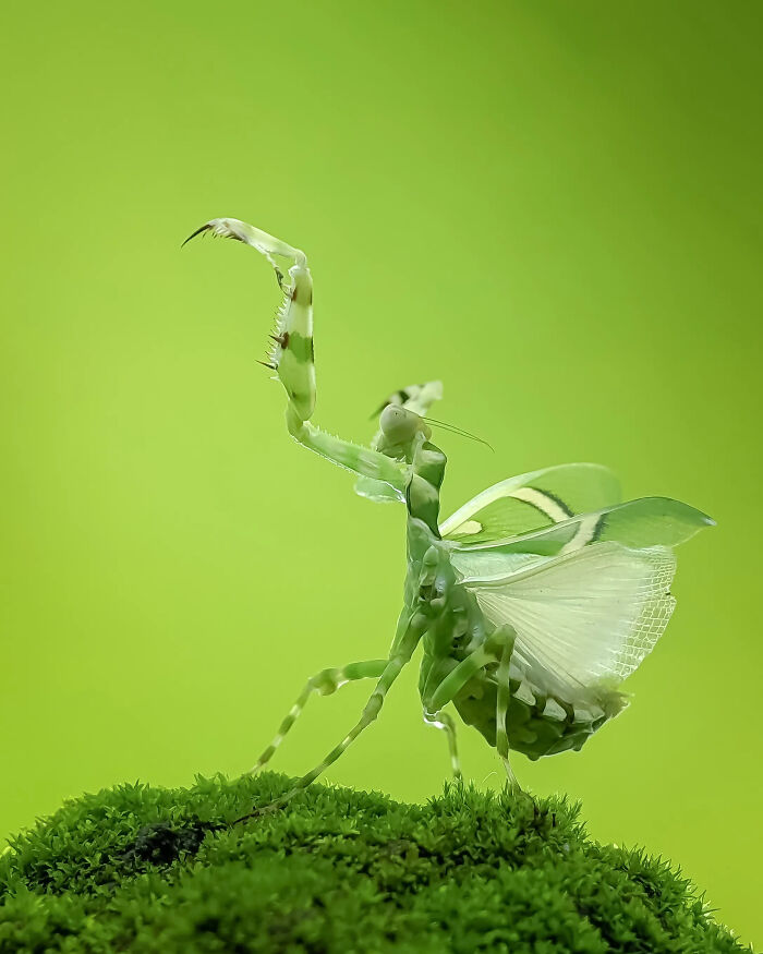 A detailed insect photo of a green praying mantis with wings spread on moss, captured using a smartphone.