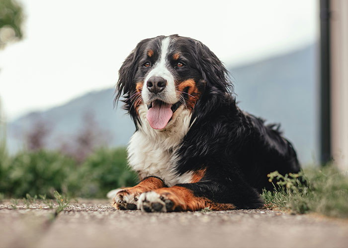 Bernese Mountain Dog lying calmly outdoors with tongue out