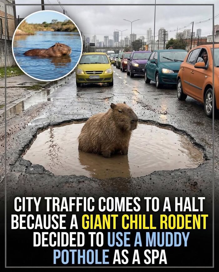 25 Funny And Wholesome Capybara Stories Shared By This Page That Prove These Giant Rodents Are The Internet’s Favorite Animals