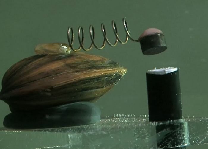 A shell with a spring mechanism, an unserious solution to a serious problem.