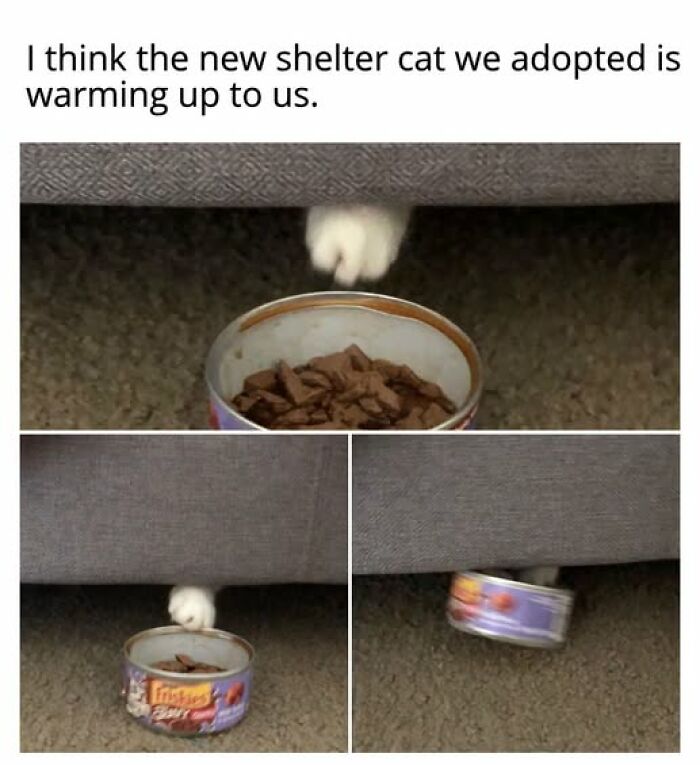 A funny cat meme showing a shelter cat playing with a can of food under a couch, proving how entertaining cat memes are.