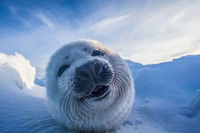 These Stunning Wildlife Photos From Sealegacy Show Why Our Planet Is Worth Protecting (45 Pics)