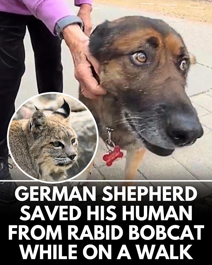 25 New Heartwarming Dog Stories That Prove Kindness Still Exists In The World