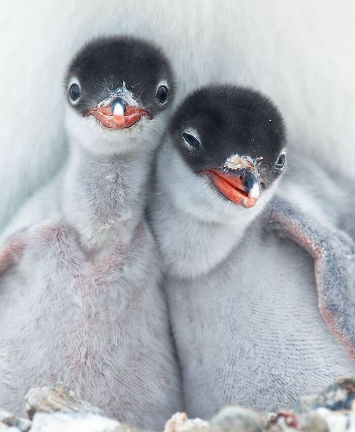 Two adorable baby penguins huddle together, showcasing the beauty of rare bird photos in nature.