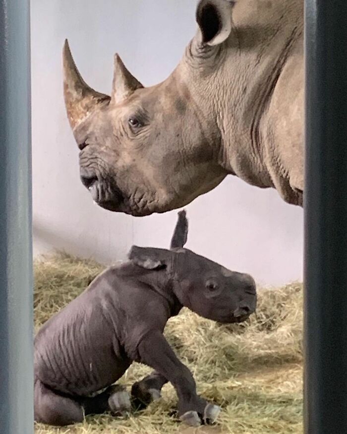 30 Heartwarming Photos Of Animal Moms And Their Babies Shared By Zooborns That Will Melt Your Heart