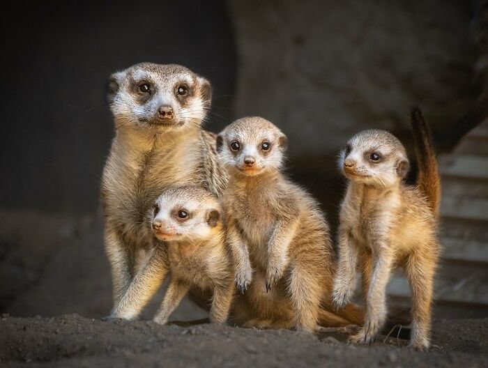 30 Heartwarming Photos Of Animal Moms And Their Babies Shared By Zooborns That Will Melt Your Heart