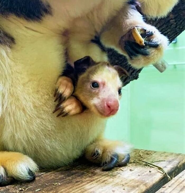 30 Heartwarming Photos Of Animal Moms And Their Babies Shared By Zooborns That Will Melt Your Heart