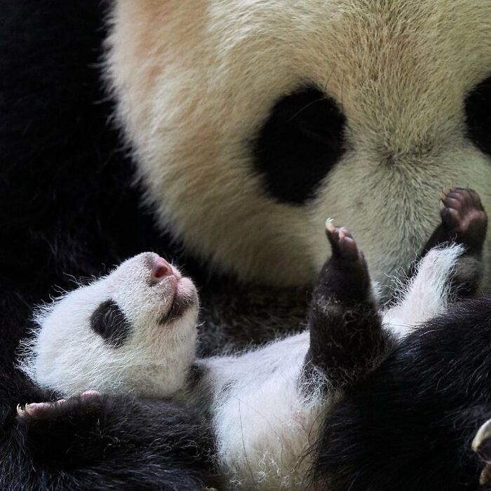 30 Heartwarming Photos Of Animal Moms And Their Babies Shared By Zooborns That Will Melt Your Heart