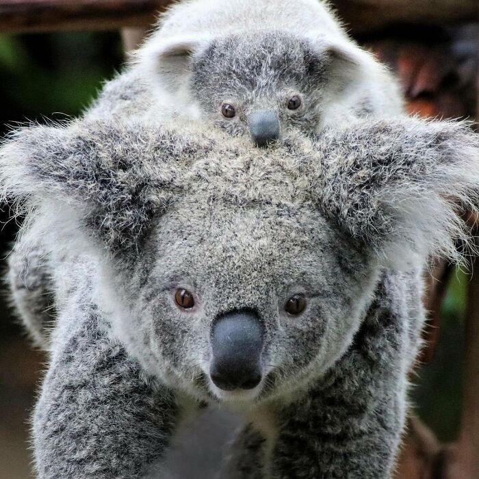 30 Heartwarming Photos Of Animal Moms And Their Babies Shared By Zooborns That Will Melt Your Heart