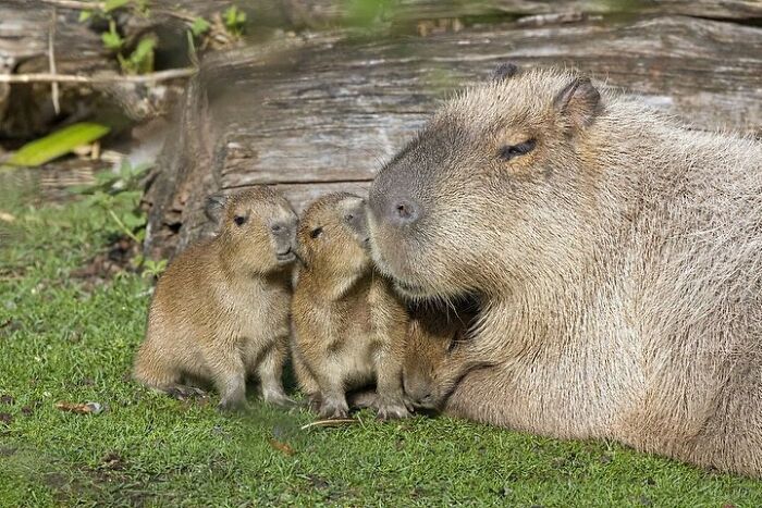30 Heartwarming Photos Of Animal Moms And Their Babies Shared By Zooborns That Will Melt Your Heart