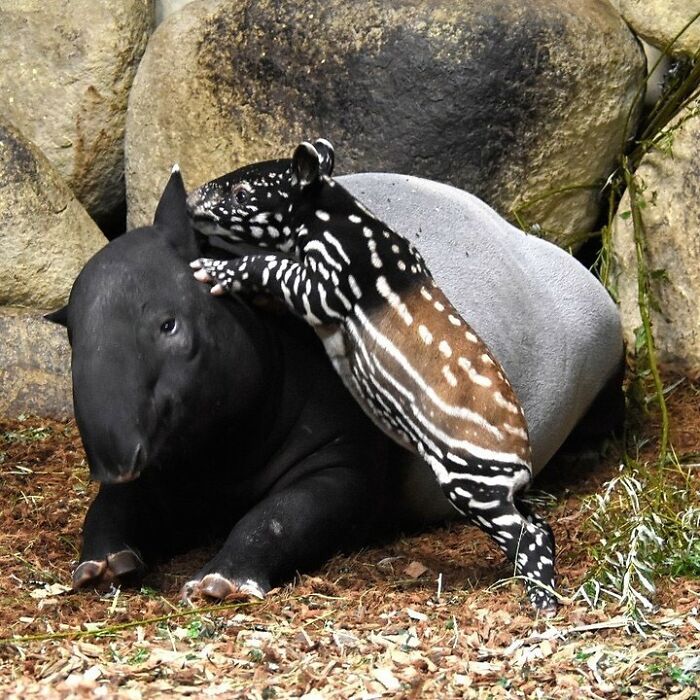 30 Heartwarming Photos Of Animal Moms And Their Babies Shared By Zooborns That Will Melt Your Heart