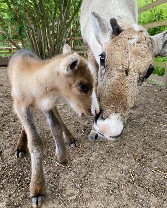 30 Heartwarming Photos Of Animal Moms And Their Babies Shared By Zooborns That Will Melt Your Heart