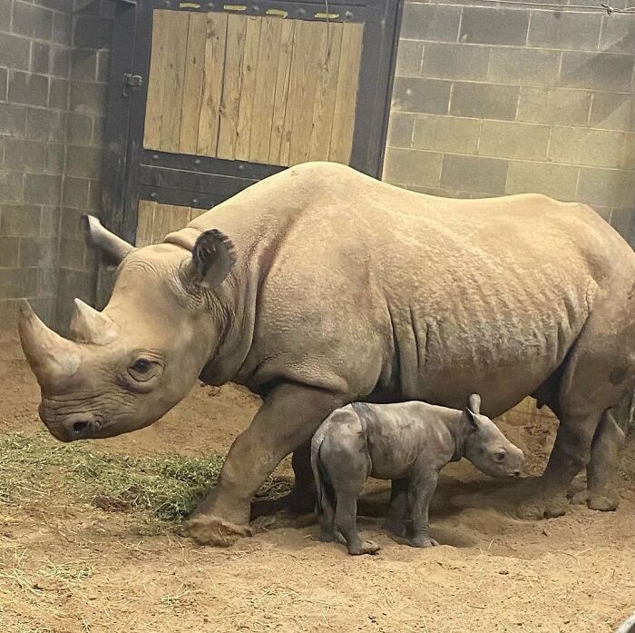 30 Heartwarming Photos Of Animal Moms And Their Babies Shared By Zooborns That Will Melt Your Heart