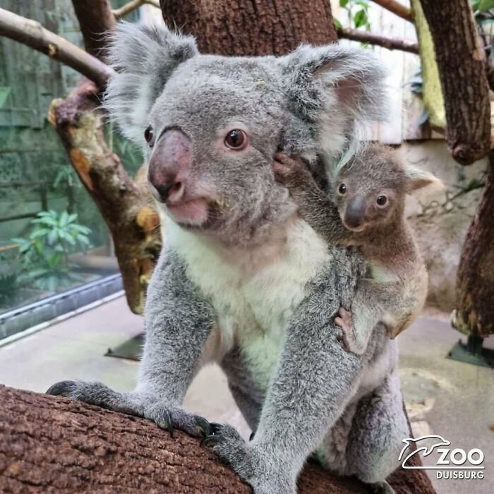 30 Heartwarming Photos Of Animal Moms And Their Babies Shared By Zooborns That Will Melt Your Heart
