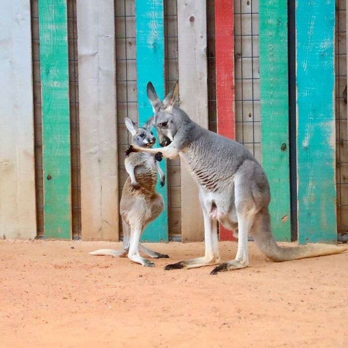 30 Heartwarming Photos Of Animal Moms And Their Babies Shared By Zooborns That Will Melt Your Heart