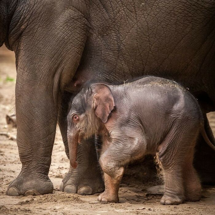 30 Heartwarming Photos Of Animal Moms And Their Babies Shared By Zooborns That Will Melt Your Heart