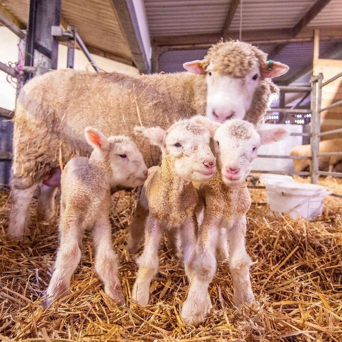 30 Heartwarming Photos Of Animal Moms And Their Babies Shared By Zooborns That Will Melt Your Heart