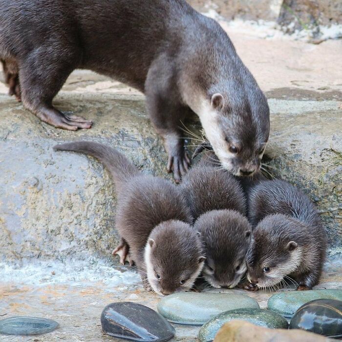 30 Heartwarming Photos Of Animal Moms And Their Babies Shared By Zooborns That Will Melt Your Heart