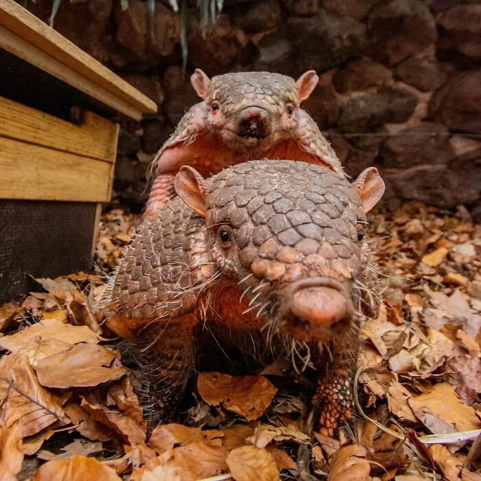 30 Heartwarming Photos Of Animal Moms And Their Babies Shared By Zooborns That Will Melt Your Heart