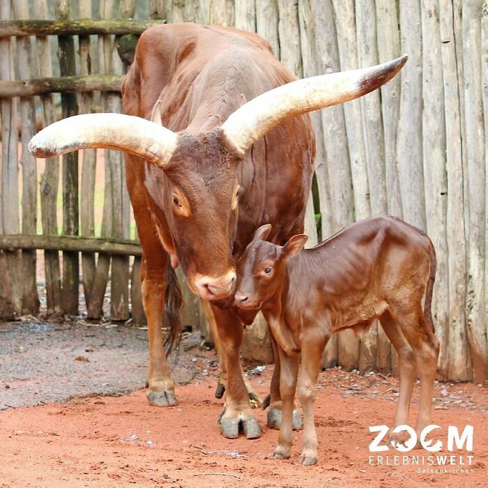 30 Heartwarming Photos Of Animal Moms And Their Babies Shared By Zooborns That Will Melt Your Heart
