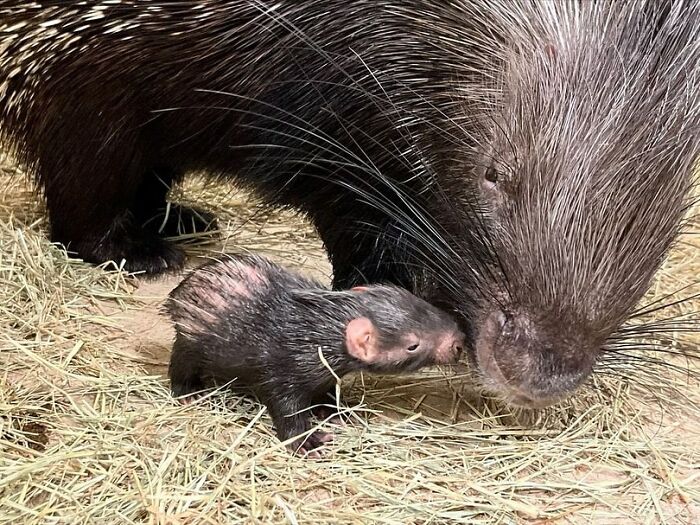 30 Heartwarming Photos Of Animal Moms And Their Babies Shared By Zooborns That Will Melt Your Heart