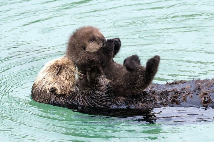30 Heartwarming Photos Of Animal Moms And Their Babies Shared By Zooborns That Will Melt Your Heart