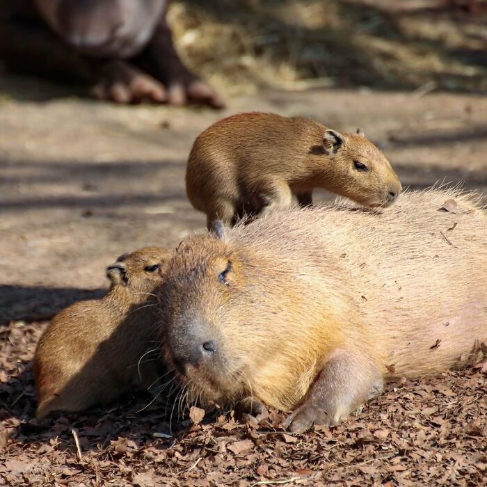 30 Heartwarming Photos Of Animal Moms And Their Babies Shared By Zooborns That Will Melt Your Heart