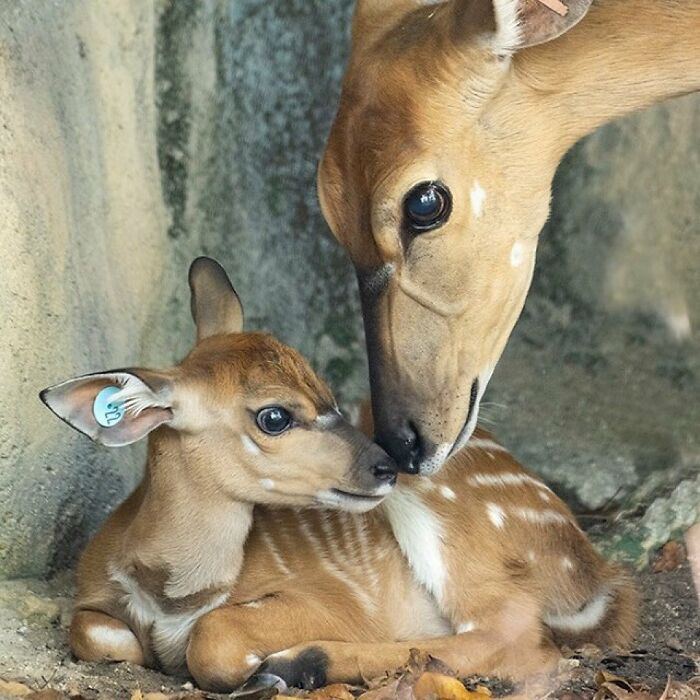 30 Heartwarming Photos Of Animal Moms And Their Babies Shared By Zooborns That Will Melt Your Heart