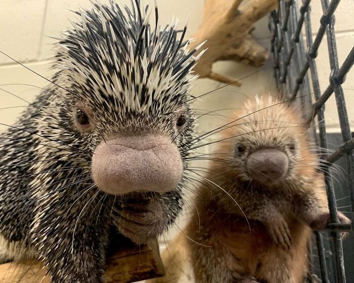 30 Heartwarming Photos Of Animal Moms And Their Babies Shared By Zooborns That Will Melt Your Heart