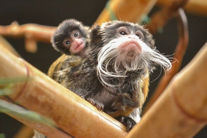 30 Heartwarming Photos Of Animal Moms And Their Babies Shared By Zooborns That Will Melt Your Heart