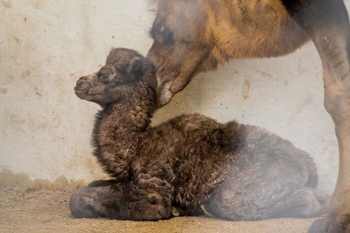 30 Heartwarming Photos Of Animal Moms And Their Babies Shared By Zooborns That Will Melt Your Heart