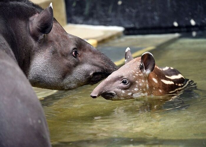 30 Heartwarming Photos Of Animal Moms And Their Babies Shared By Zooborns That Will Melt Your Heart